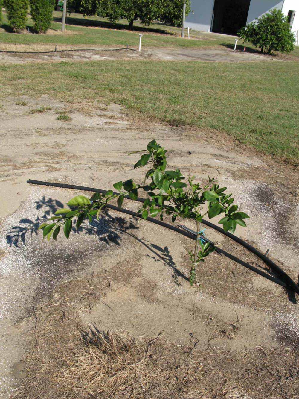            Habit (Winter Haven, FL)   